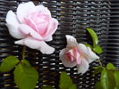 Erster Bürger rose photo