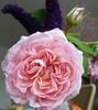 Erster Bürger rose photo