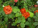 Esprit rose photo