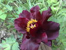 Hephestos peony photo