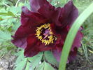 Hephestos peony photo