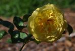 Karl Ploberger Rose rose photo