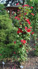 Soldier Boy rose photo