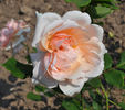 Grace Noll Crowell rose photo