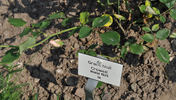 Grace Noll Crowell rose photo