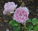Madame Ancelot rose photo