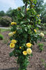 Arthur Bell, Cl. rose photo