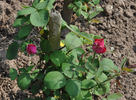 Augustus Hartmann, Cl. rose photo