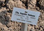 Augustus Hartmann, Cl. rose photo