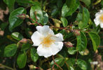 Eichsfeldia rose photo