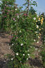 Eichsfeldia rose photo