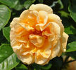 Dreaming Spires rose photo