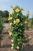 Dreaming Spires rose photo