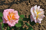 Cervanky rose photo