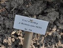 Cervanky rose photo