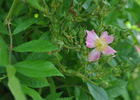 Gruss an Breinegg rose photo