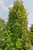 Gruss an Breinegg rose photo