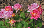 Bradova Germania rose photo