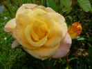 Especially for You rose photo