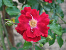 Crimson Conquest rose photo