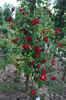 Crimson Conquest rose photo
