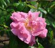 Andenken an J. Diering rose photo