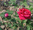 John Russell, Cl. rose photo