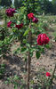 John Russell, Cl. rose photo