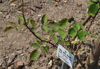 John Russell, Cl. rose photo