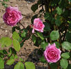 Gaston Chandon rose photo