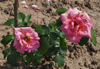 Madame Henri Guillot, Cl. rose photo