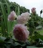 Glanzlicht rose photo