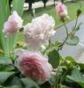Glanzlicht rose photo