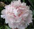 Chiffon Parfait peony photo