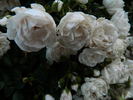 David Barber rose photo