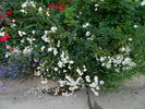 David Barber rose photo