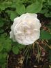 Cinderella rose photo