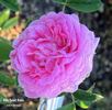 Ville de Saint Denis rose photo