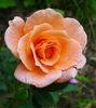 Cider Cup rose photo
