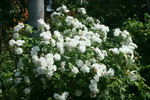 Francine Austin rose photo