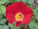 Archimedes rose photo