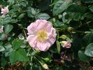 B5209 rose photo