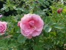 A3301 rose photo