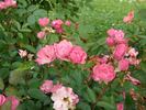 A3908 rose photo