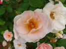 B3602 rose photo