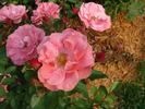 B3604 rose photo