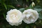 Marita rose photo