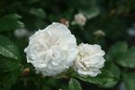 Perle Nacrée rose photo