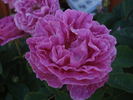 Hypathia rose photo