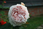 Stile '800® rose photo